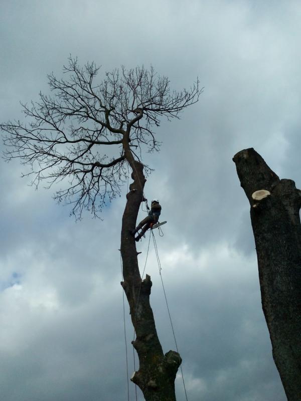 Зрізка ясена