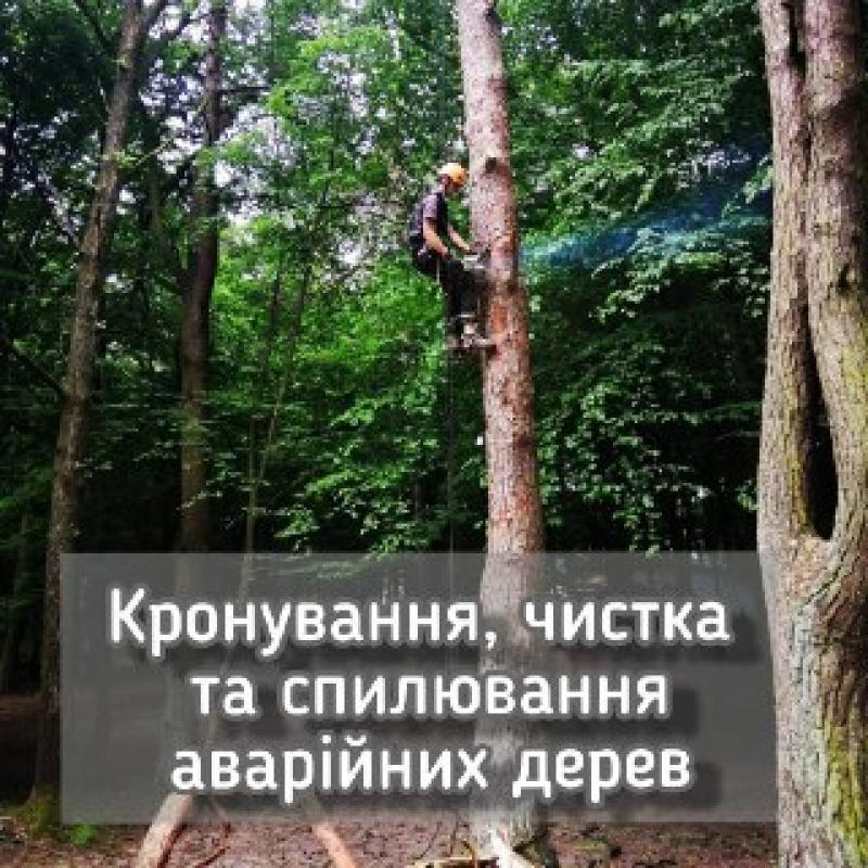 Зрізка дерев Луцьк. Арбористи Луцьк.