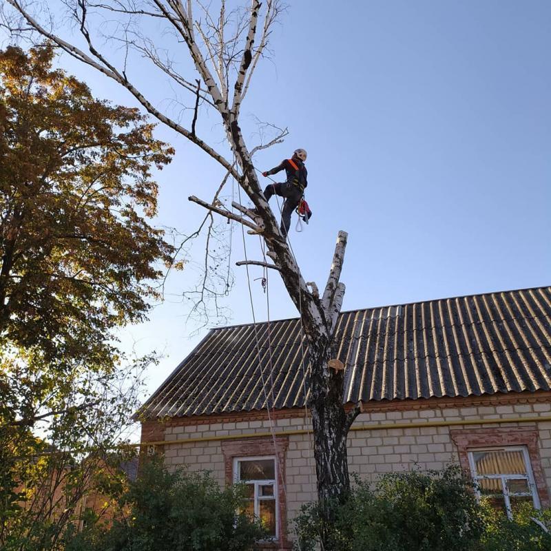 Удаление и обрезка аварийных деревьев