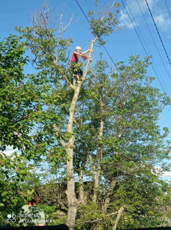 Удаление ореха над линией электропередач