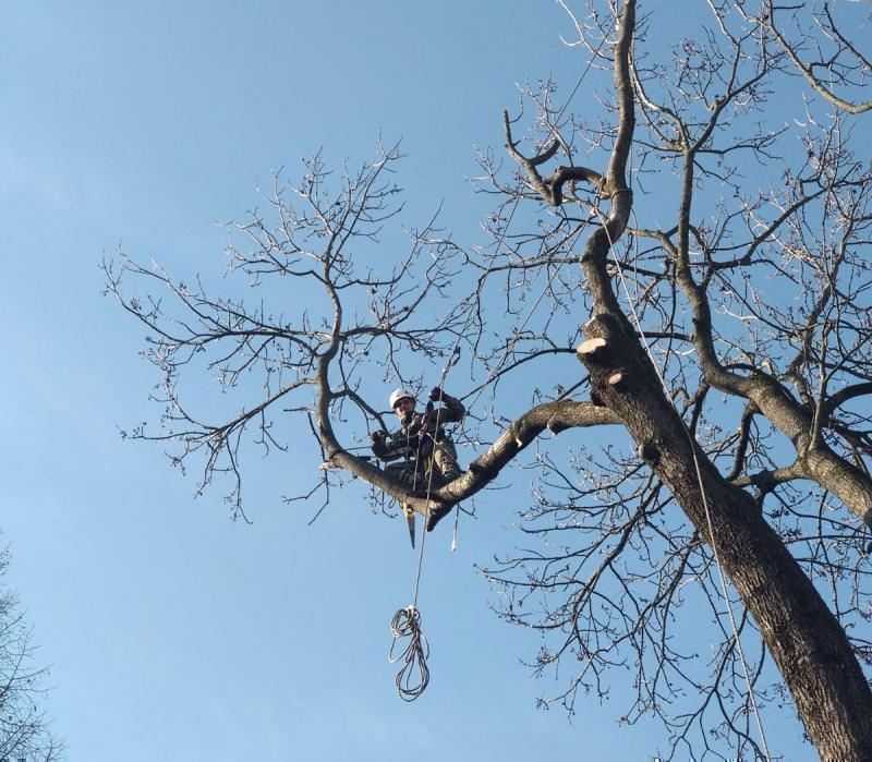 Зрізання дерев Львів.