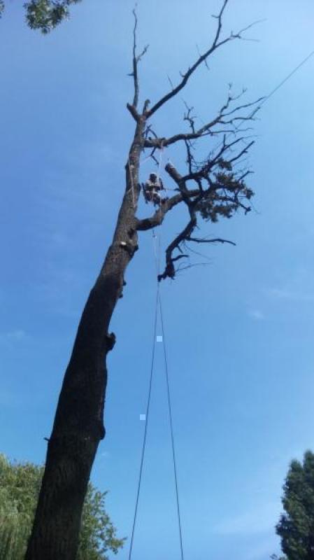 Санітарна чистка дерев.